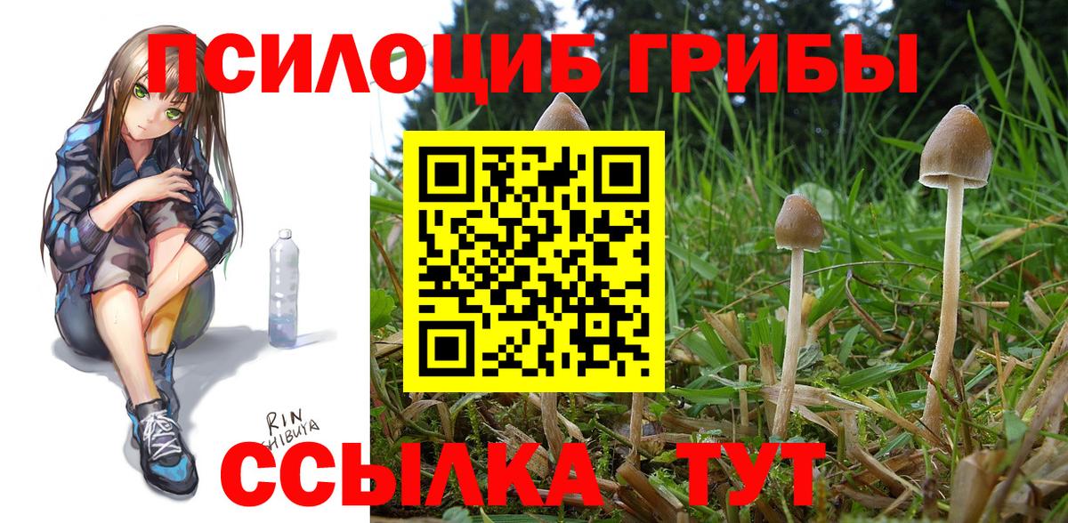 Галлюциногенные грибы Psilocybine cubensis  Вход с VPN  Сызрань 